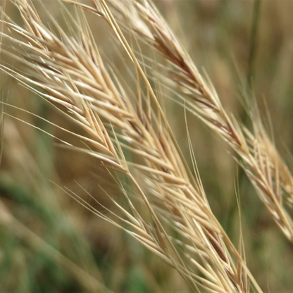 Vernal Ornamental Grass Seeds