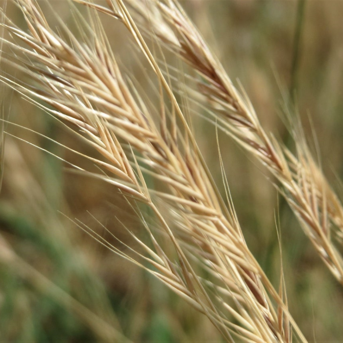 Vernal Ornamental Grass Seeds