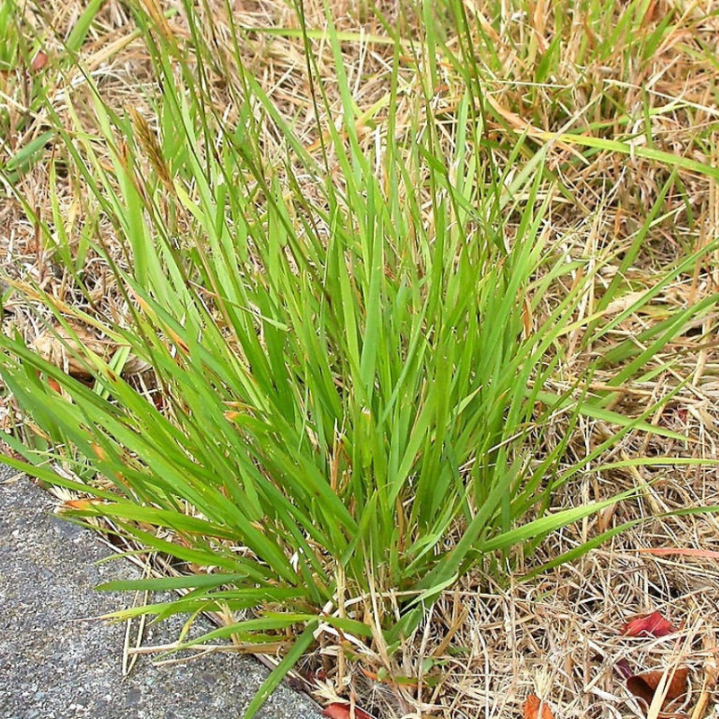 Vernal Ornamental Grass Seeds