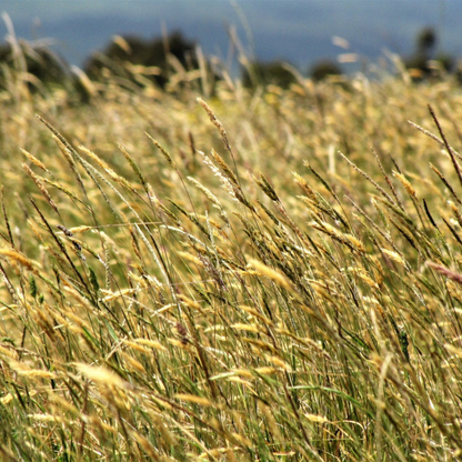 Vernal Ornamental Grass Seeds