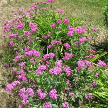 William Silene Seeds