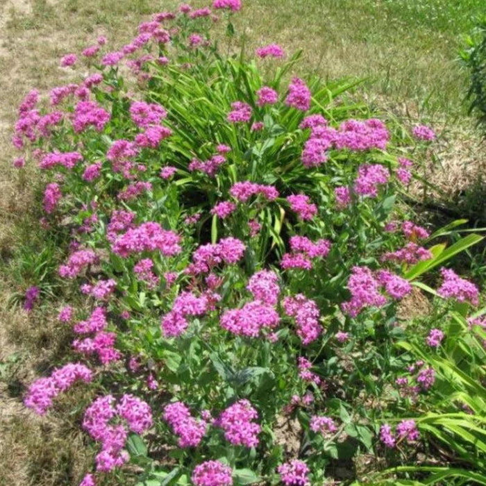 Silene Flower Seeds
