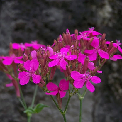 William Silene Seeds