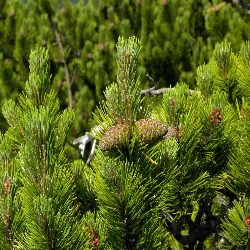 Swiss Mountain Pine Tree Seeds