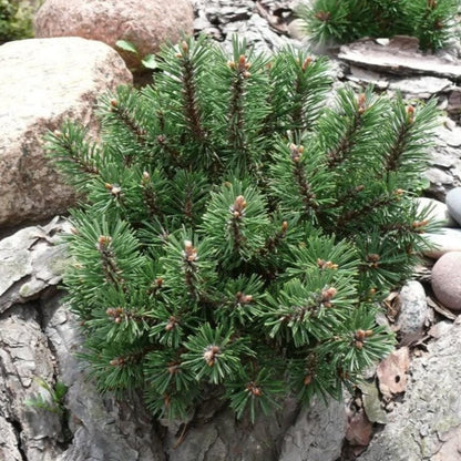 Swiss Mountain Pine Tree Seeds