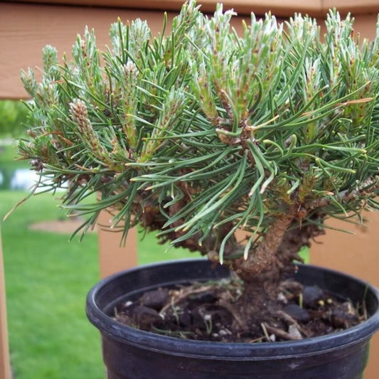 Swiss Mountain Pine Tree Seeds