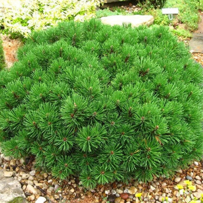 Swiss Mountain Pine Tree Seeds