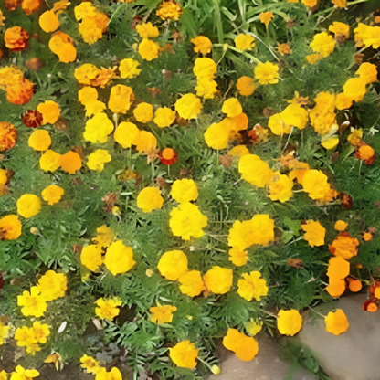 Tagetes Erecta Flower Seeds