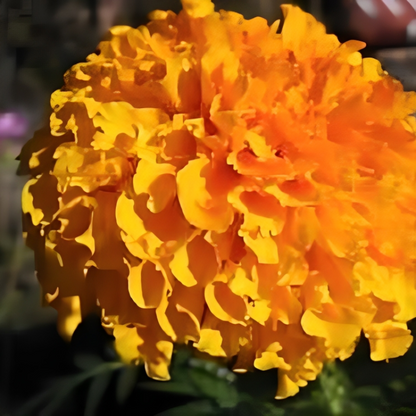 Tagetes Erecta Flower Seeds