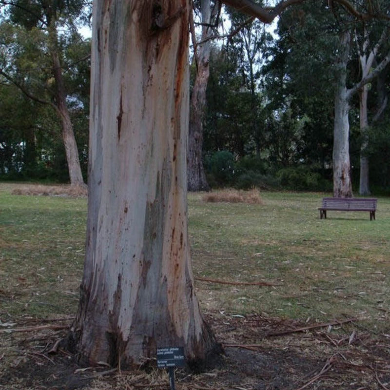 Tasmanian Gum Tree Seeds