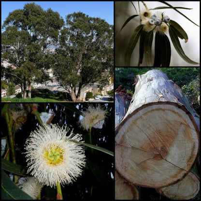 Tasmanian Gum Tree Seeds