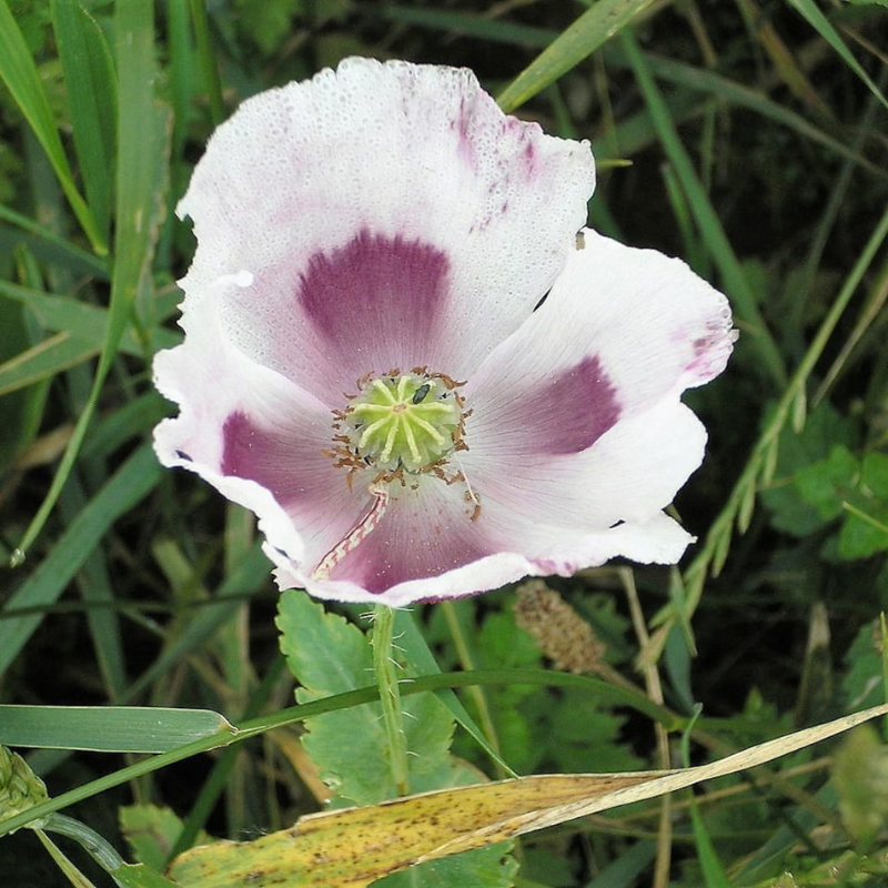 Tasmanian Poppy Flower Seeds