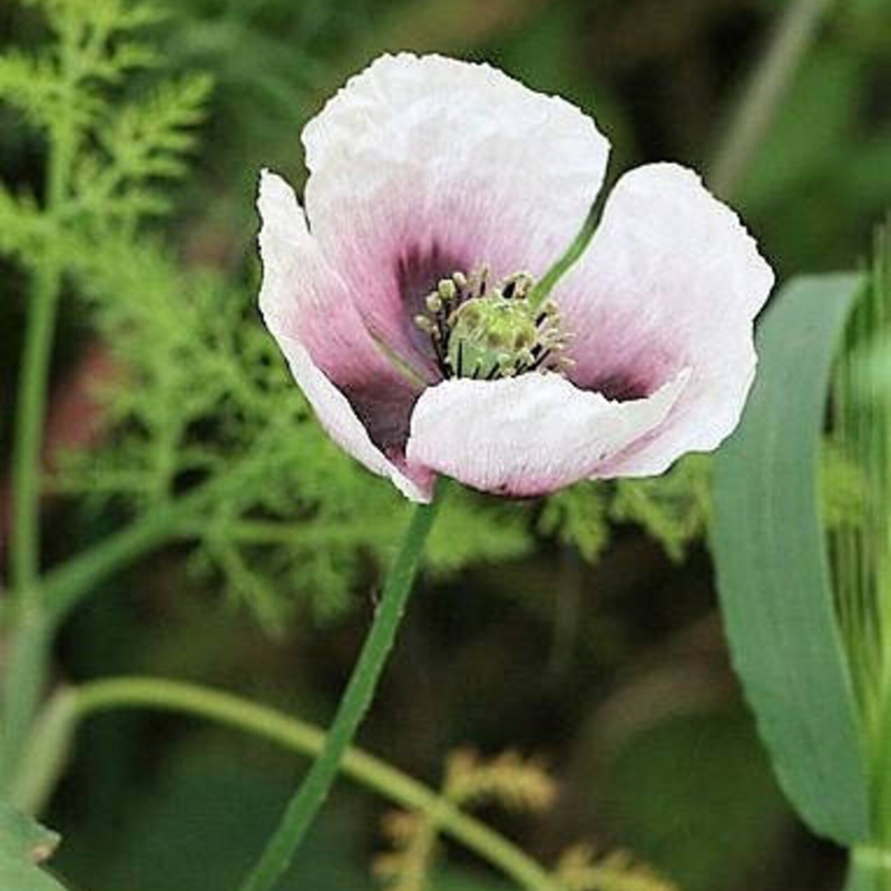 Tasmanian Poppy Flower Seeds