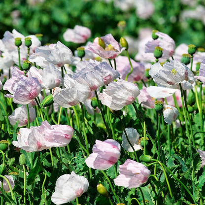 Tasmanian Poppy Flower Seeds