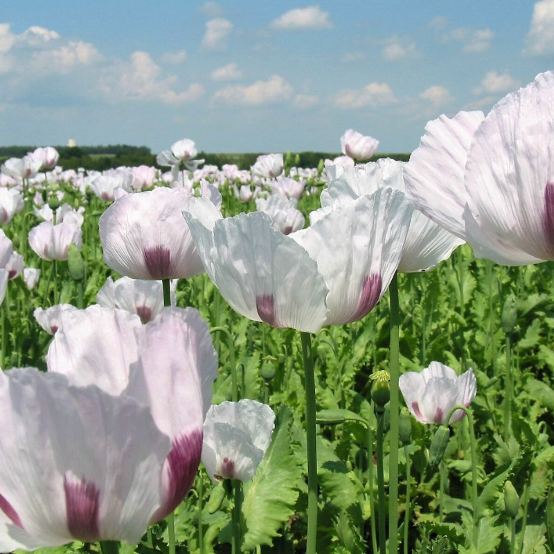 Tasmanian Poppy Flower Seeds