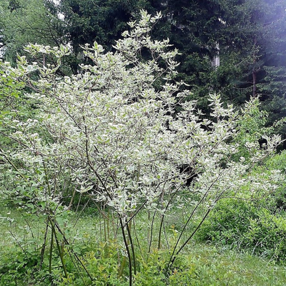 Tatarian Dogwood Tree Seeds