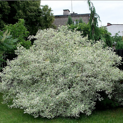 Tatarian Dogwood Tree Seeds