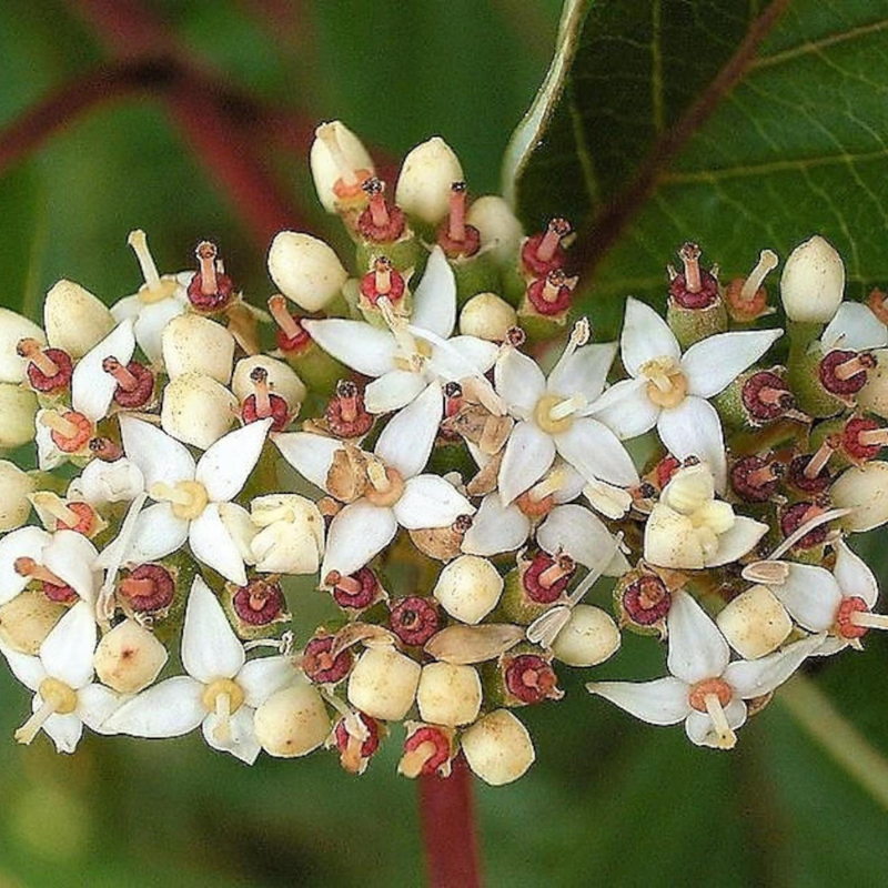 Tatarian Dogwood Tree Seeds