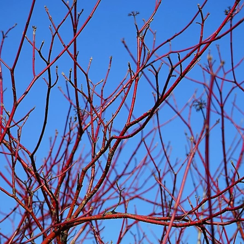 Tatarian Dogwood Tree Seeds