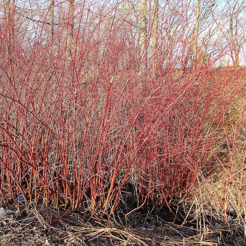 Tatarian Dogwood Tree Seeds