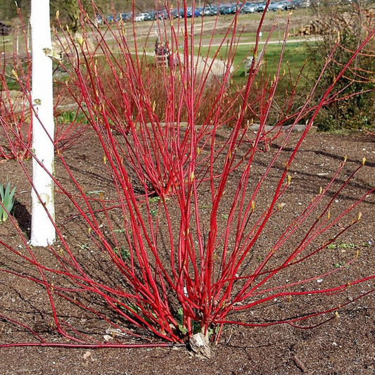 Tatarian Dogwood Tree Seeds