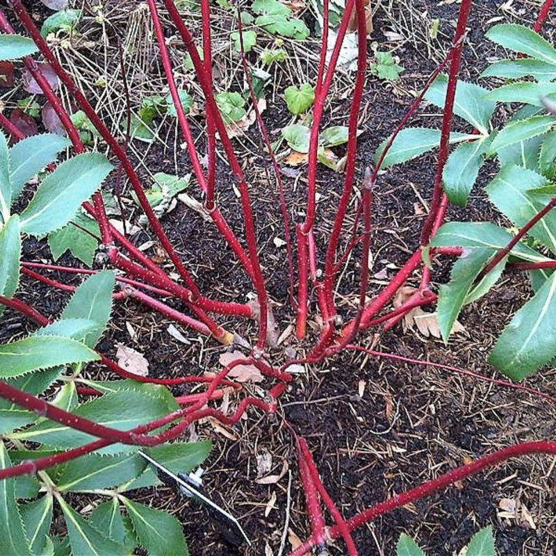 Tatarian Dogwood Tree Seeds