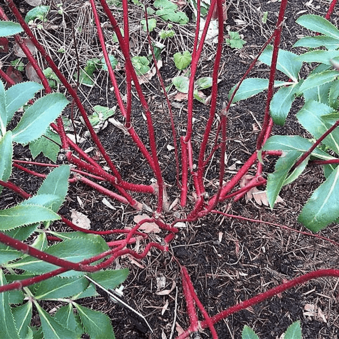 Tatarian Dogwood Tree Seeds