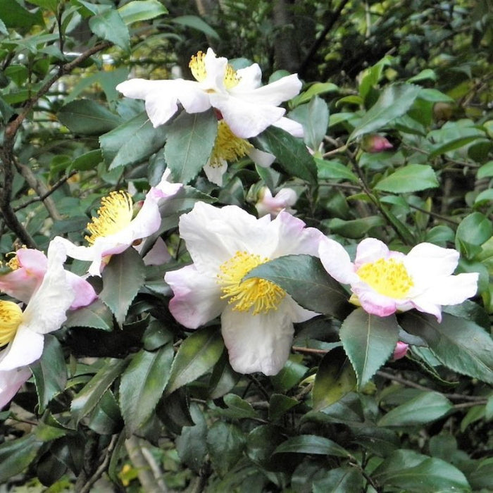 Camellia Sinensis Seeds