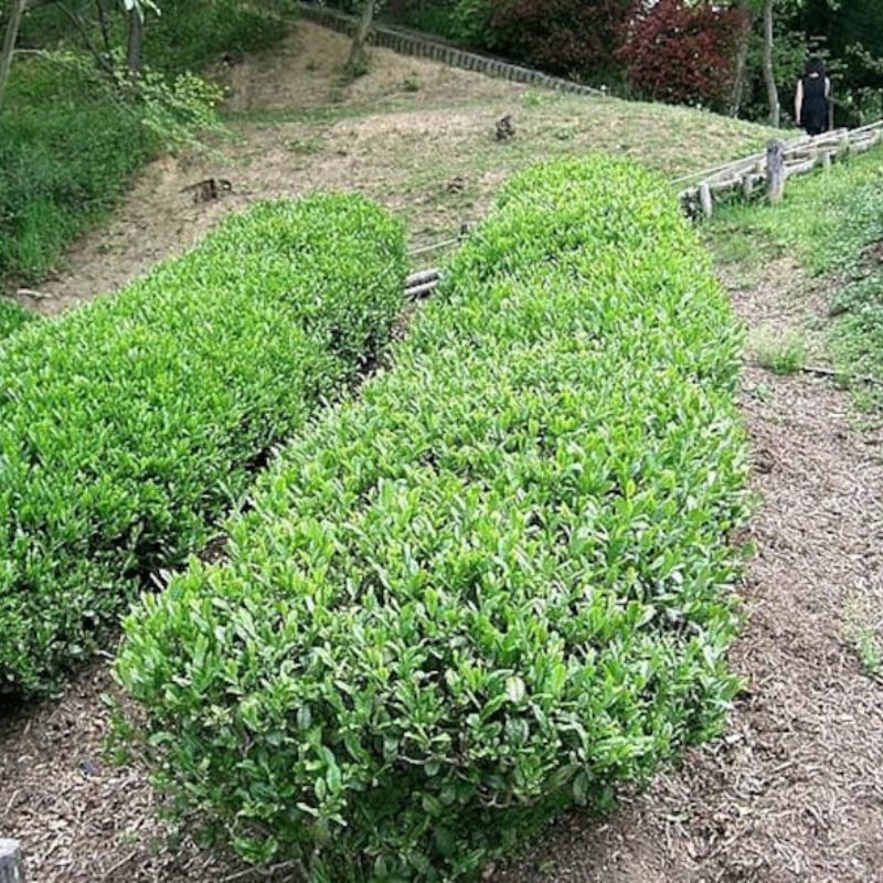 Tea Plant Bulk Seeds