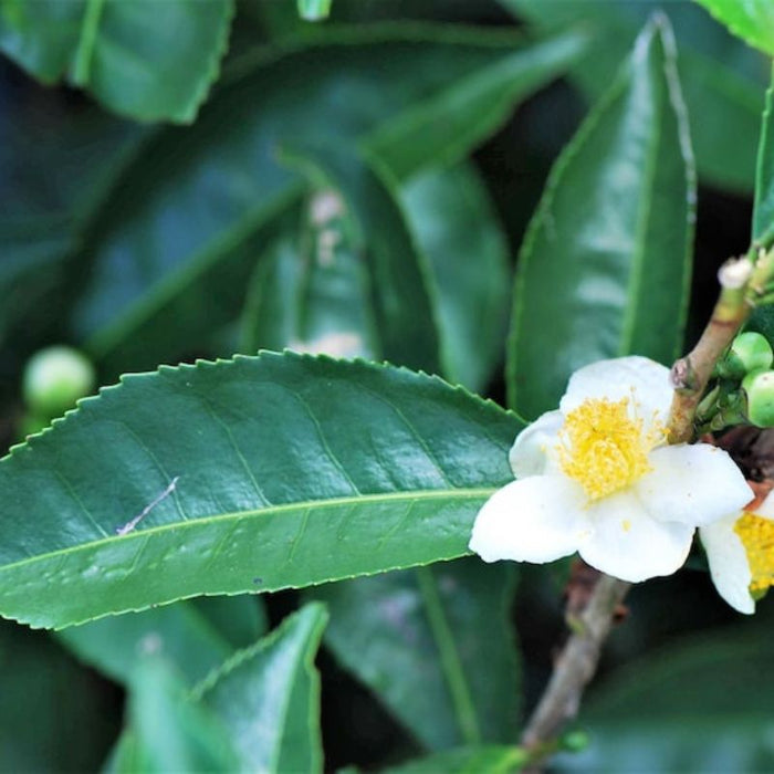 Camellia Sinensis Seeds