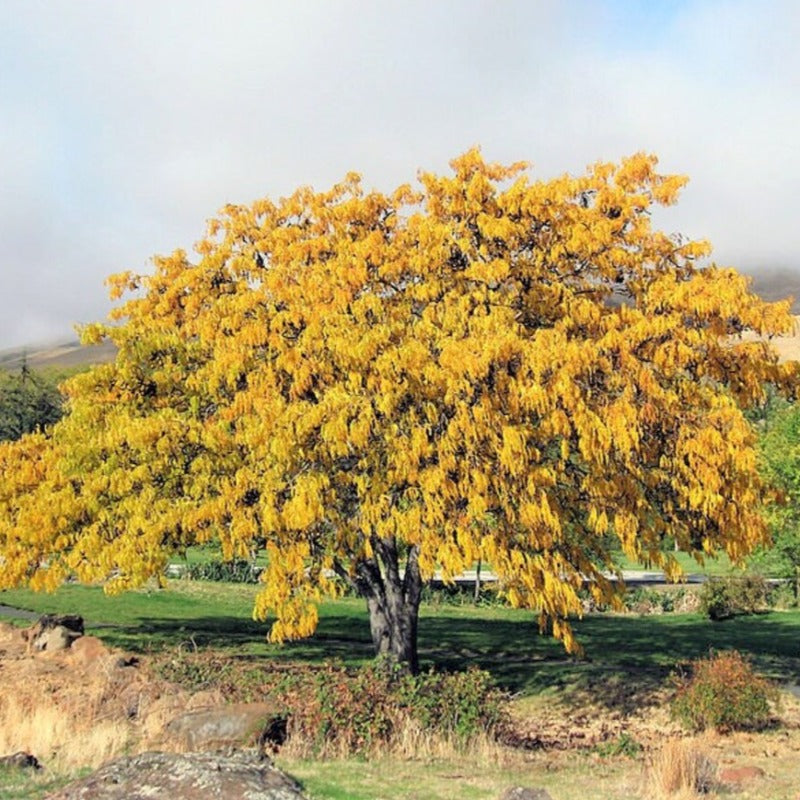 Thornless Honey Locust Tree Seeds