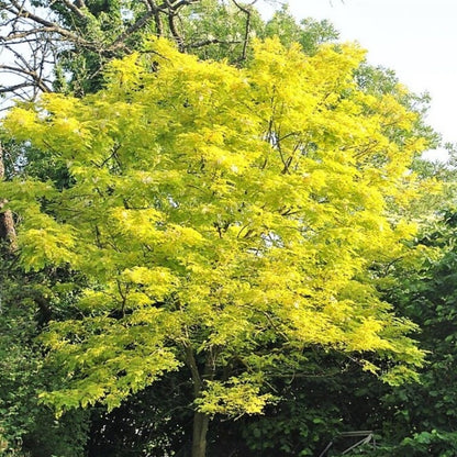 Thornless Honey Locust Tree Seeds