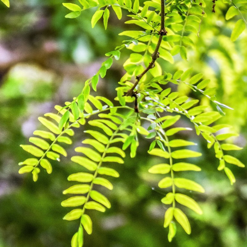 Thornless Honey Locust Tree Seeds