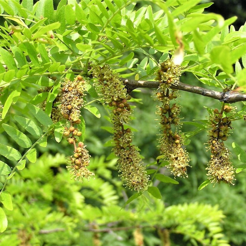 Thornless Honey Locust Tree Seeds