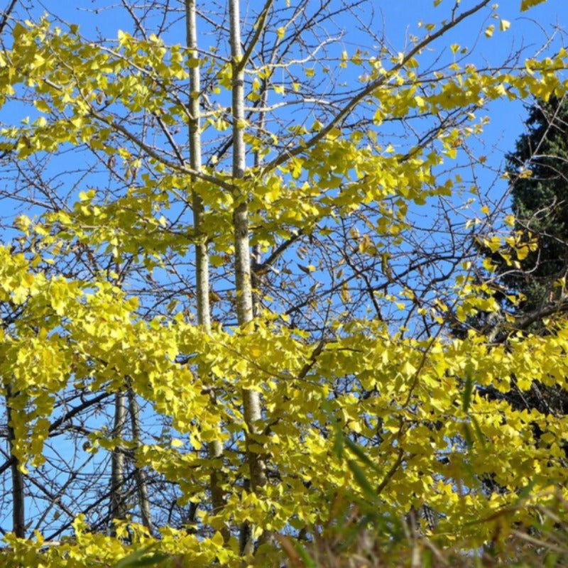 Thornless Honey Locust Tree Seeds