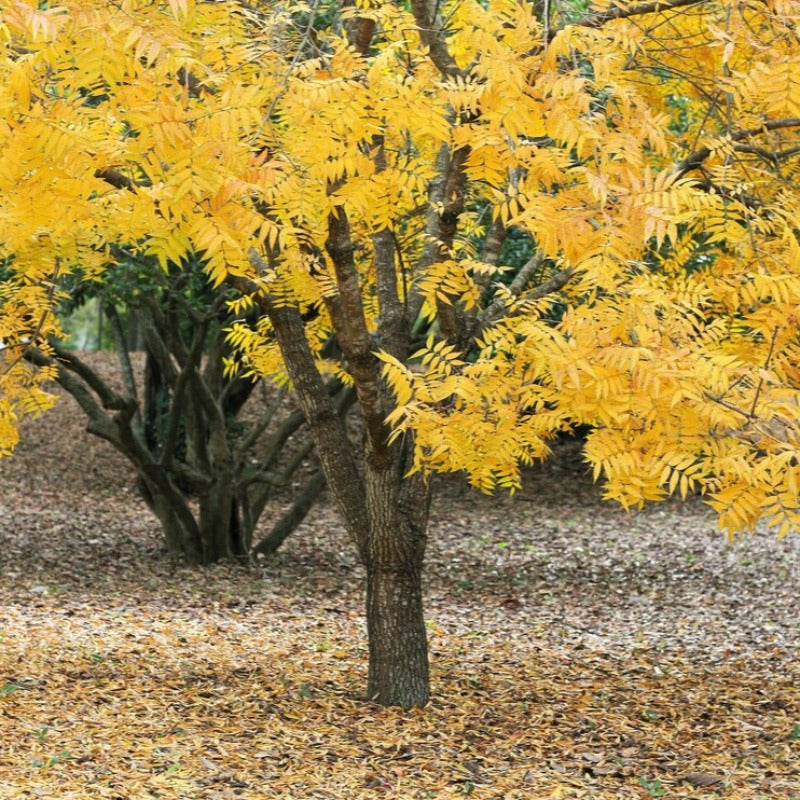 Thornless Honey Locust Tree Seeds