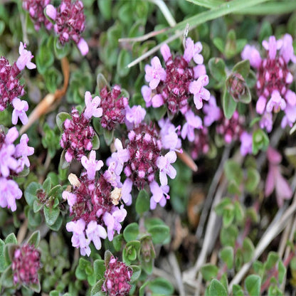 Thymus Pulegioides Herb Evergreen Seeds