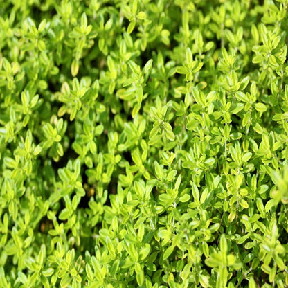 Thymus Pulegioides Herb Evergreen Seeds