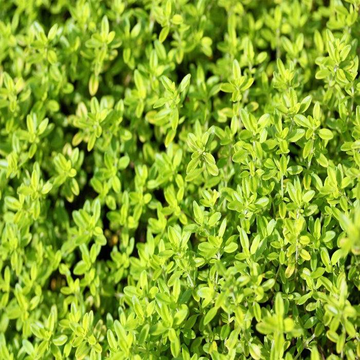 Thyme Ground Cover Seeds
