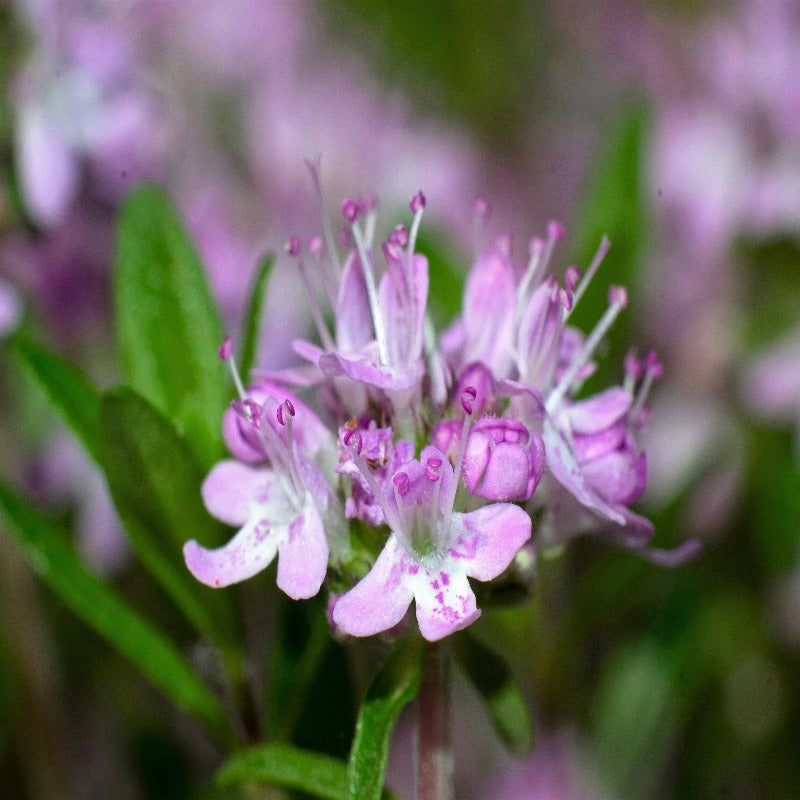 Thymus Pulegioides Herb Evergreen Seeds