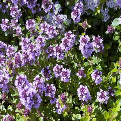 Thymus Pulegioides Herb Evergreen Seeds