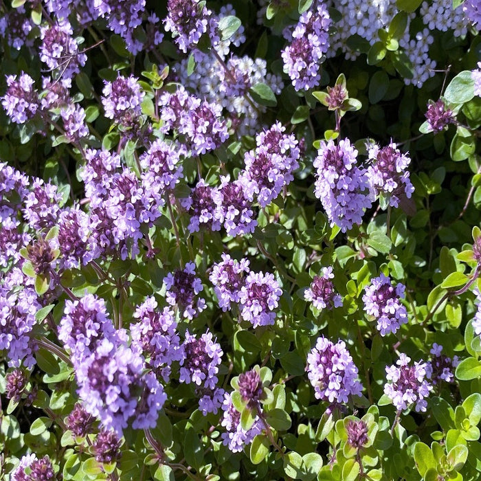 Thyme Ground Cover Seeds