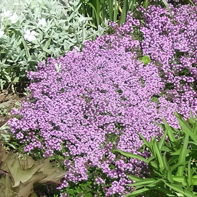 Thymus Serpyllum Herb Flower Seeds