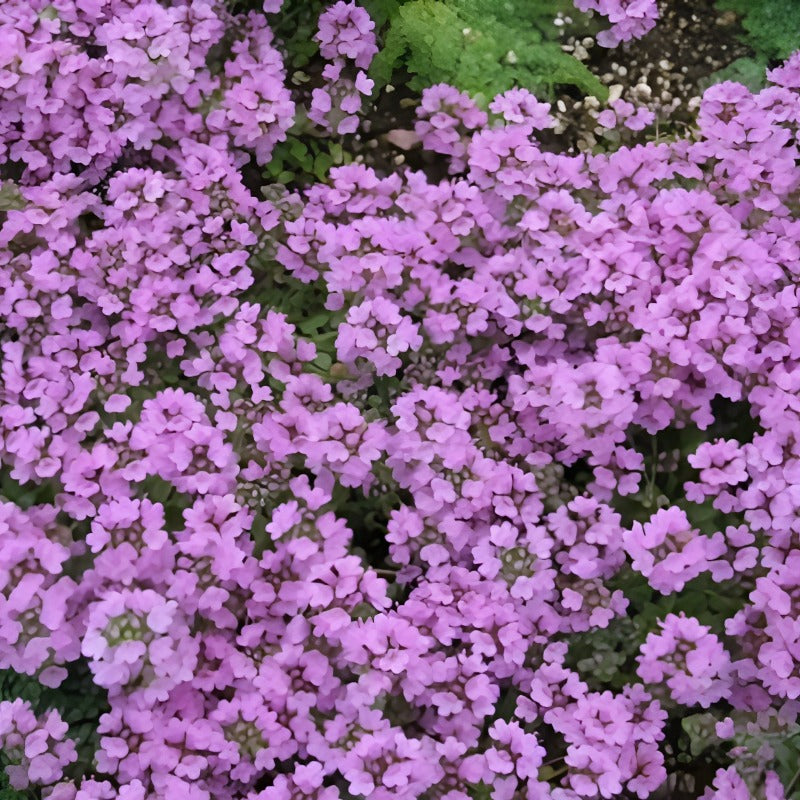 Thymus Serpyllum Herb Flower Seeds