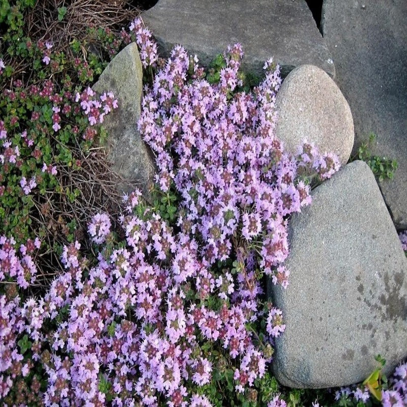 Thymus Serpyllum Herb Flower Seeds