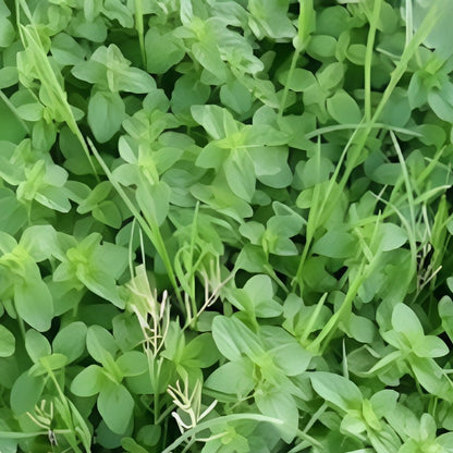 Thymus Serpyllum Herb Flower Seeds