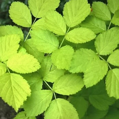 Trailing Blackberry Fruit Seeds