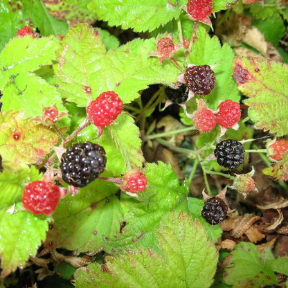 Trailing Blackberry Fruit Seeds