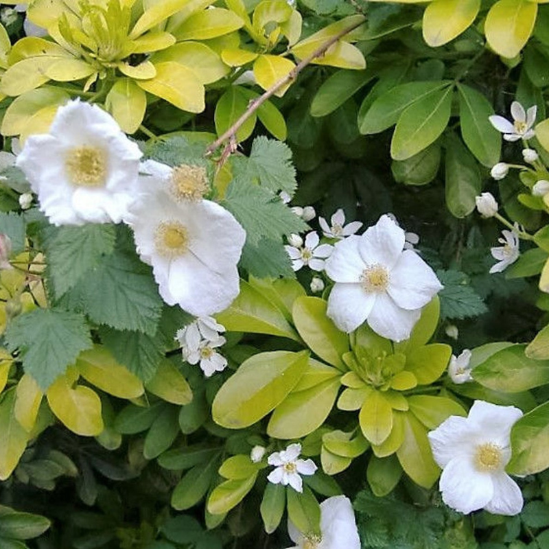 Trailing Blackberry Fruit Seeds