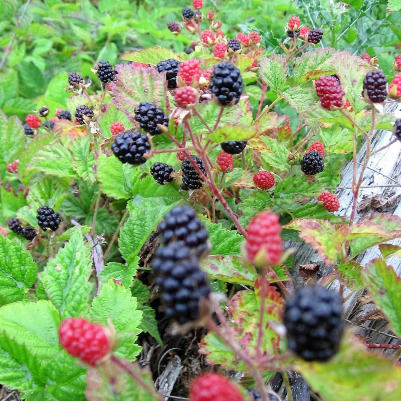 Trailing Blackberry Fruit Seeds